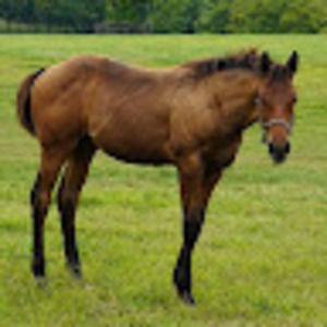 Meet your Posher, Abdalla